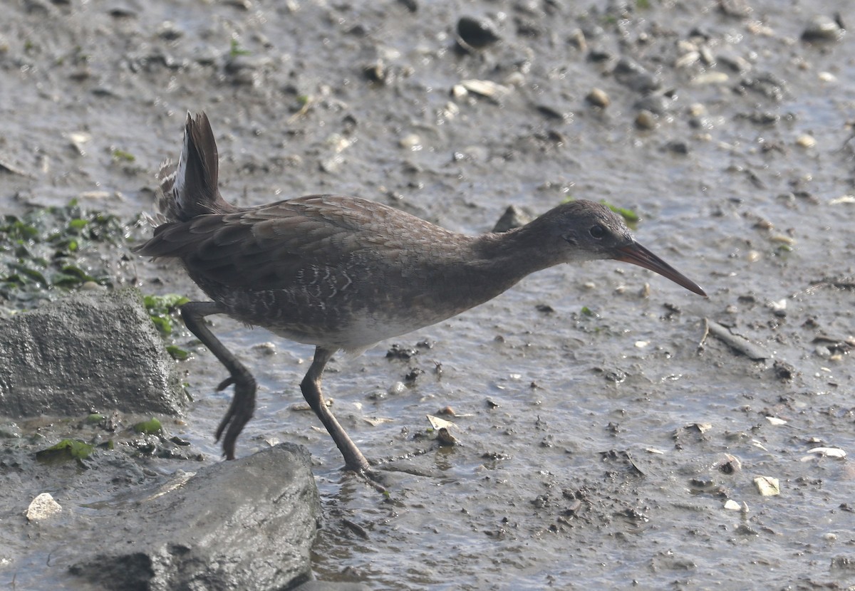 Clapper Rail - ML608789150