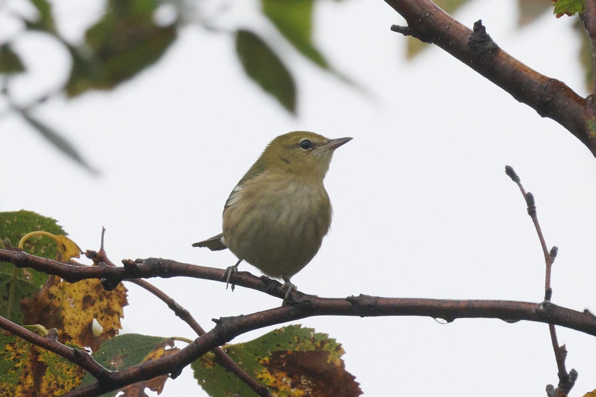 Bay-breasted Warbler - ML608789170