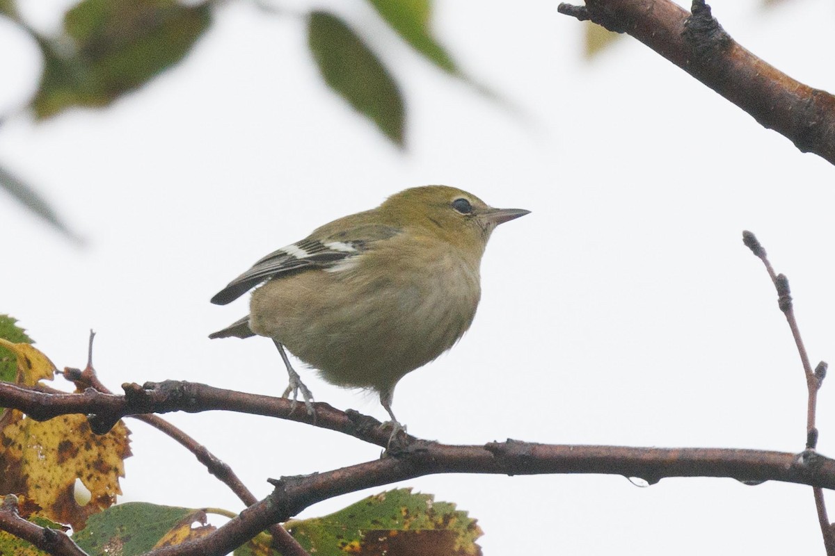 Bay-breasted Warbler - ML608789173