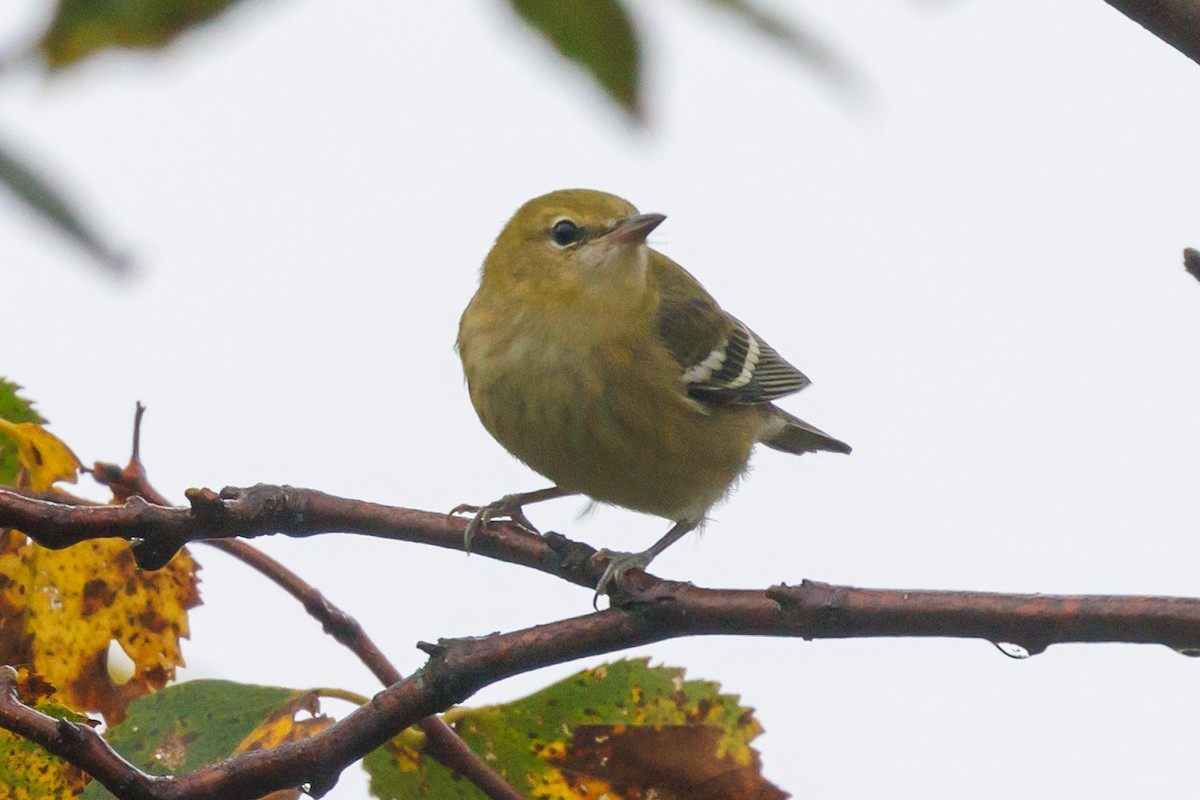 Braunkehl-Waldsänger - ML608789178