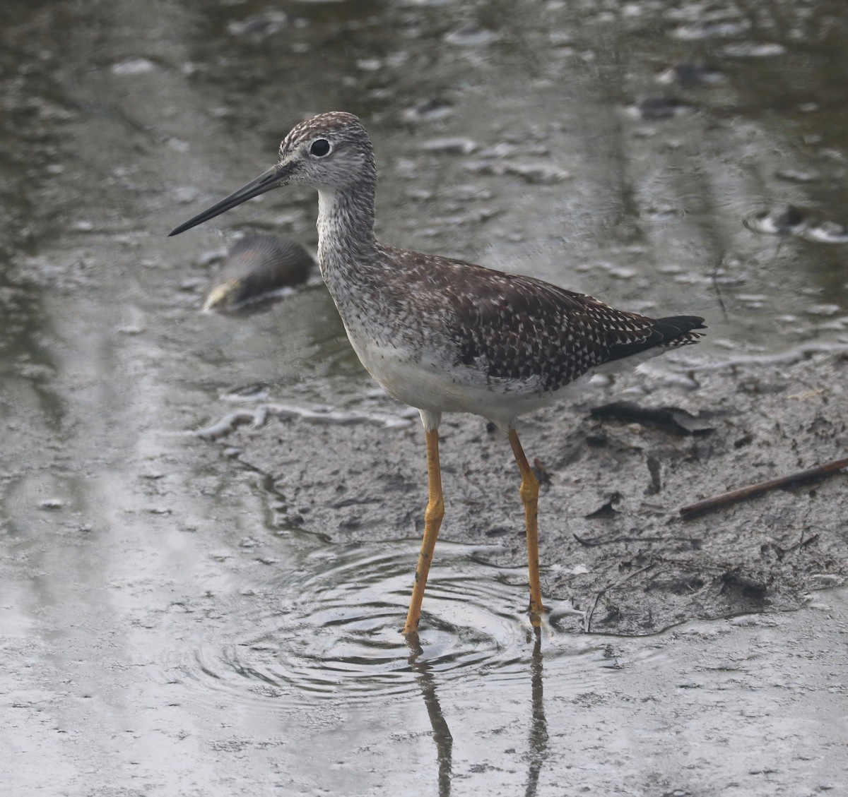 Greater Yellowlegs - bill belford