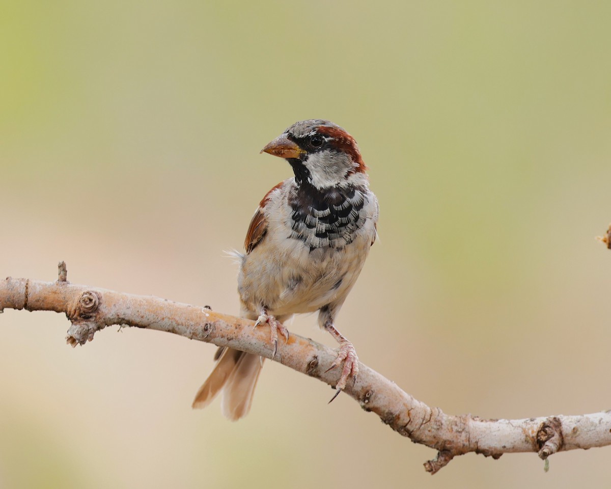 House Sparrow - james bell