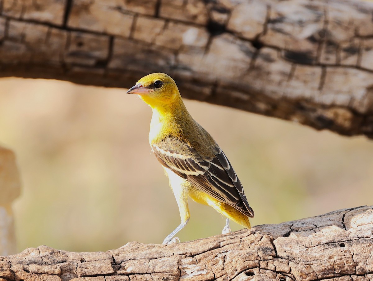 Orchard Oriole - james bell