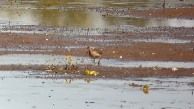 Short-billed Dowitcher - ML608789373