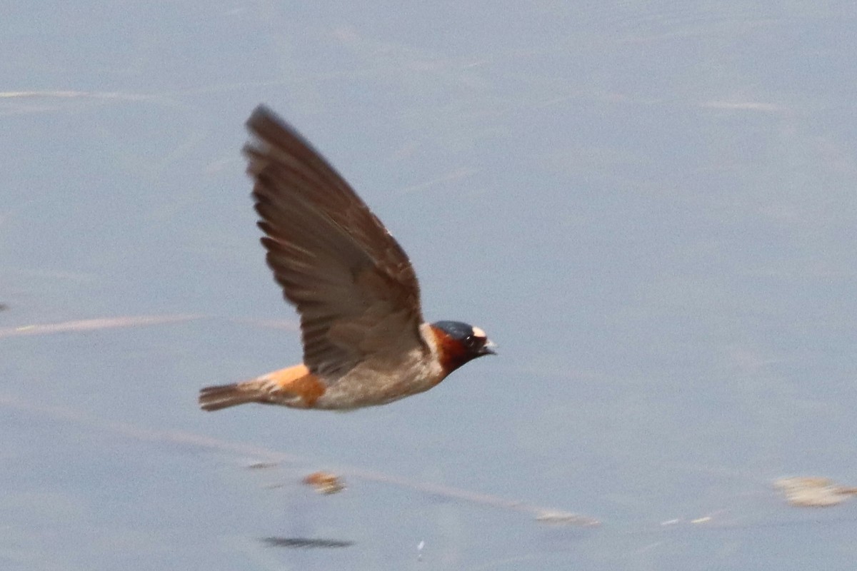 Cliff Swallow - ML608789489