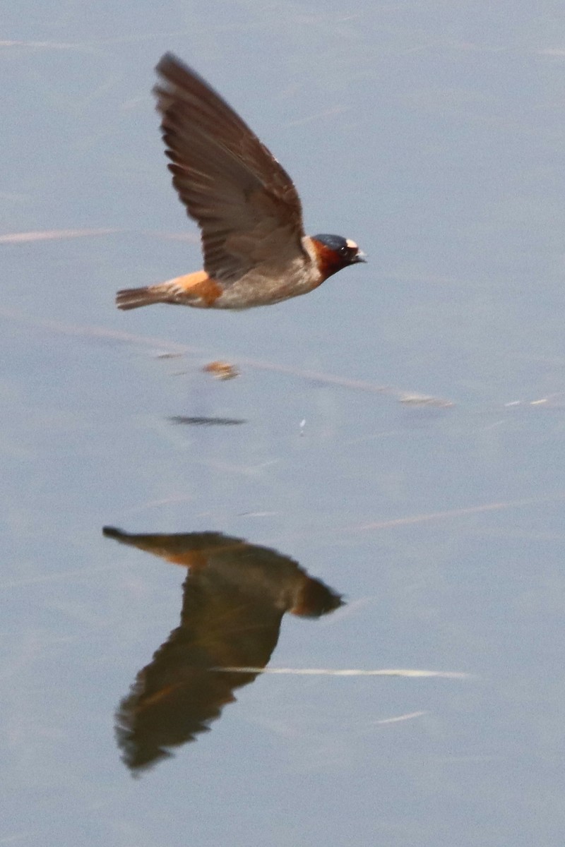 Cliff Swallow - ML608789490