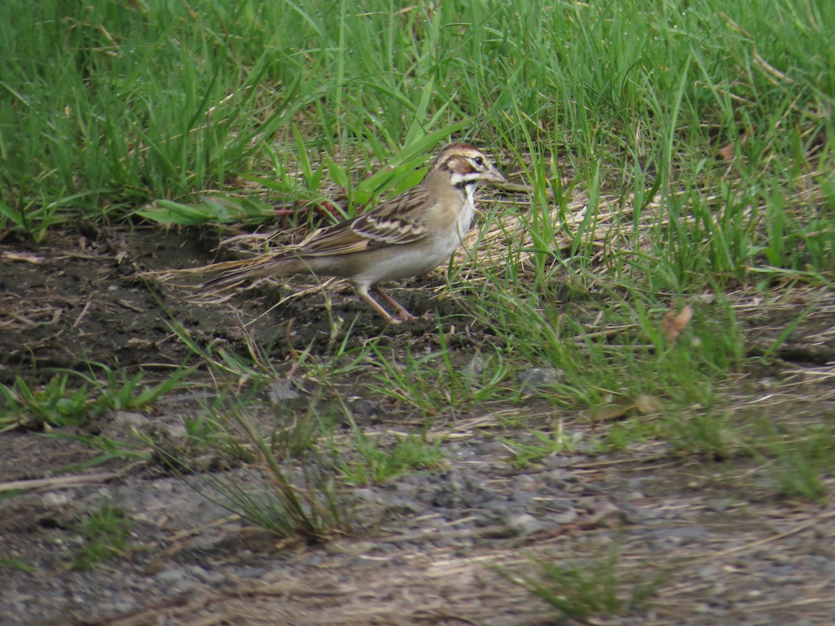 Lark Sparrow - mocosocoHistoricalRecords NJ