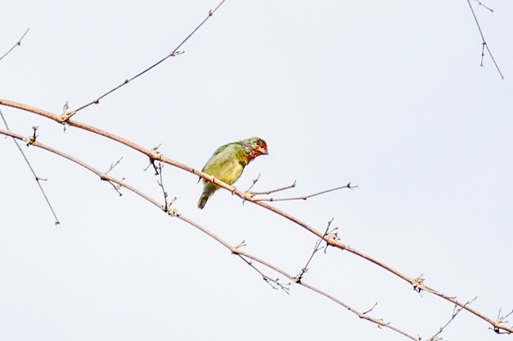 Malabar Barbet - ML608789536