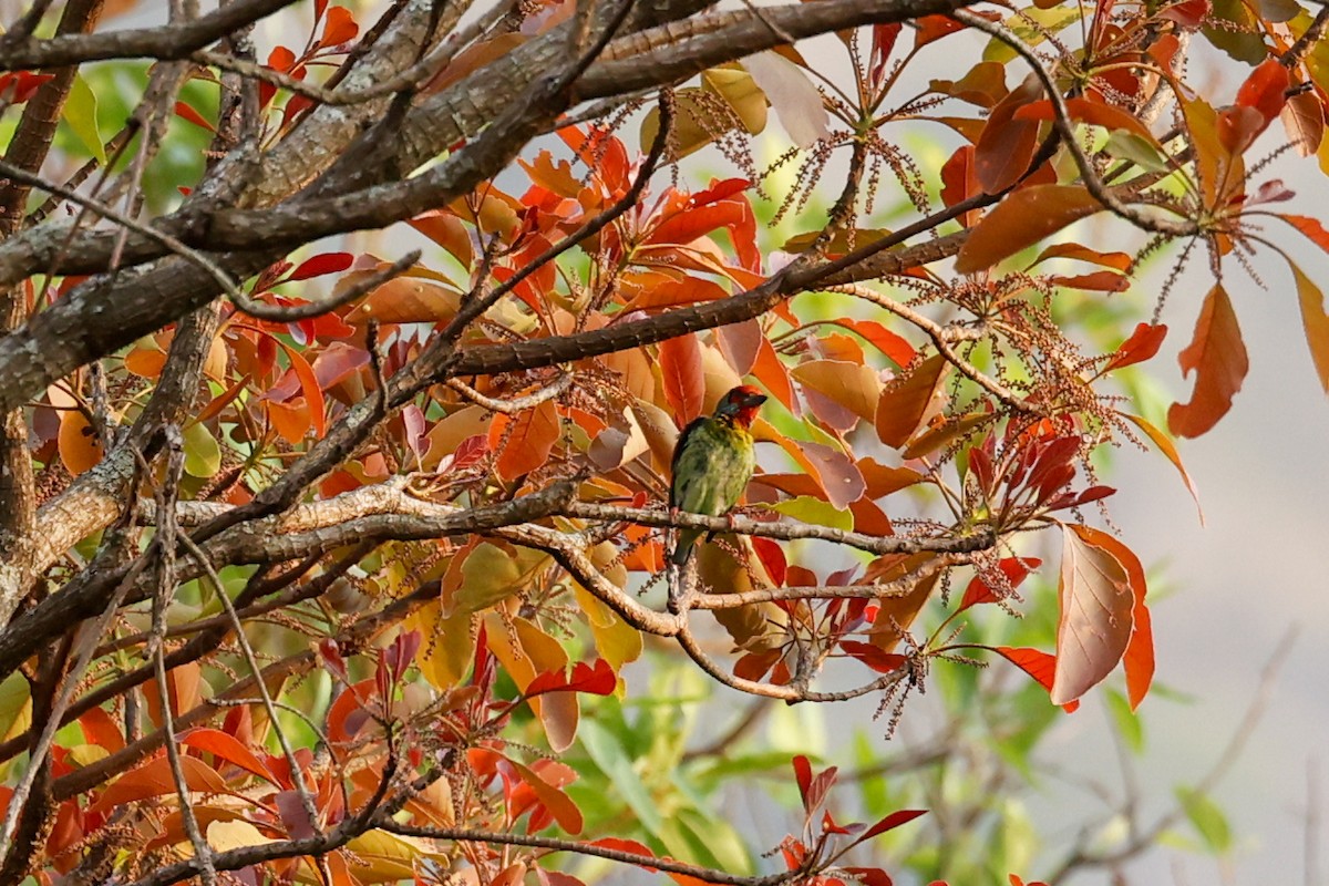 Malabar Barbet - ML608789537