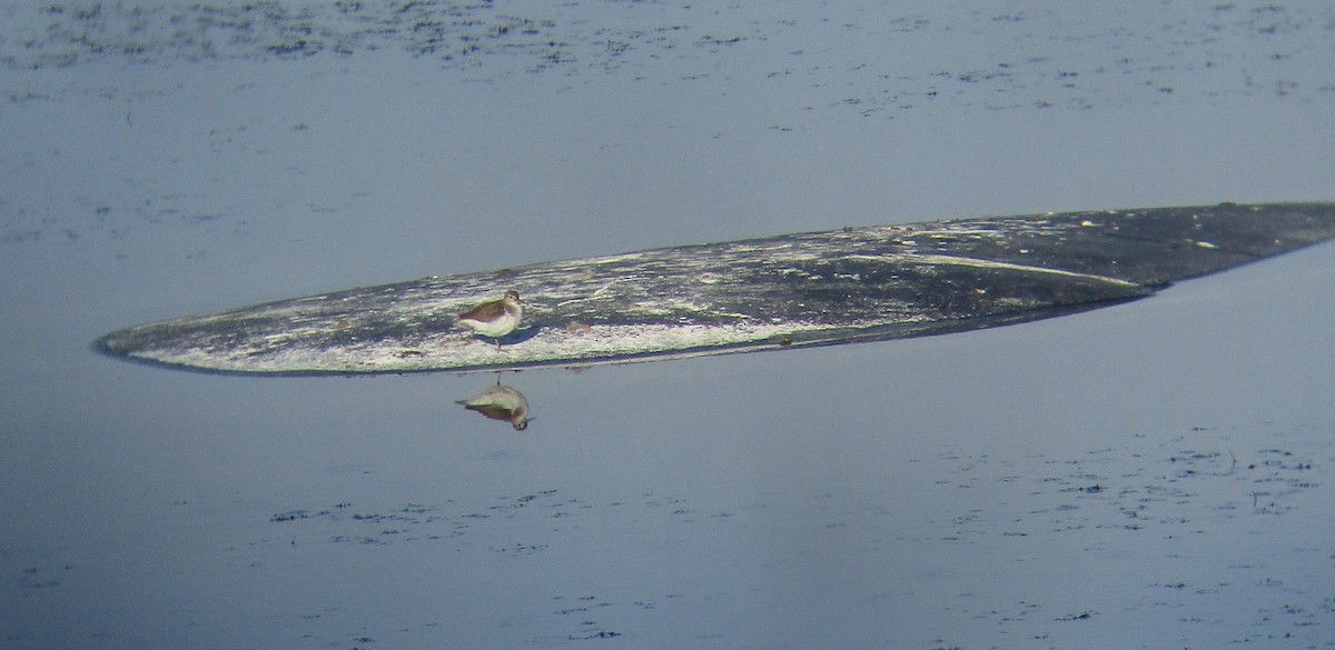 Common Sandpiper - ML608789561