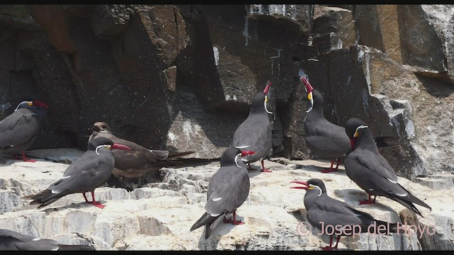 Inca Tern - ML608789615