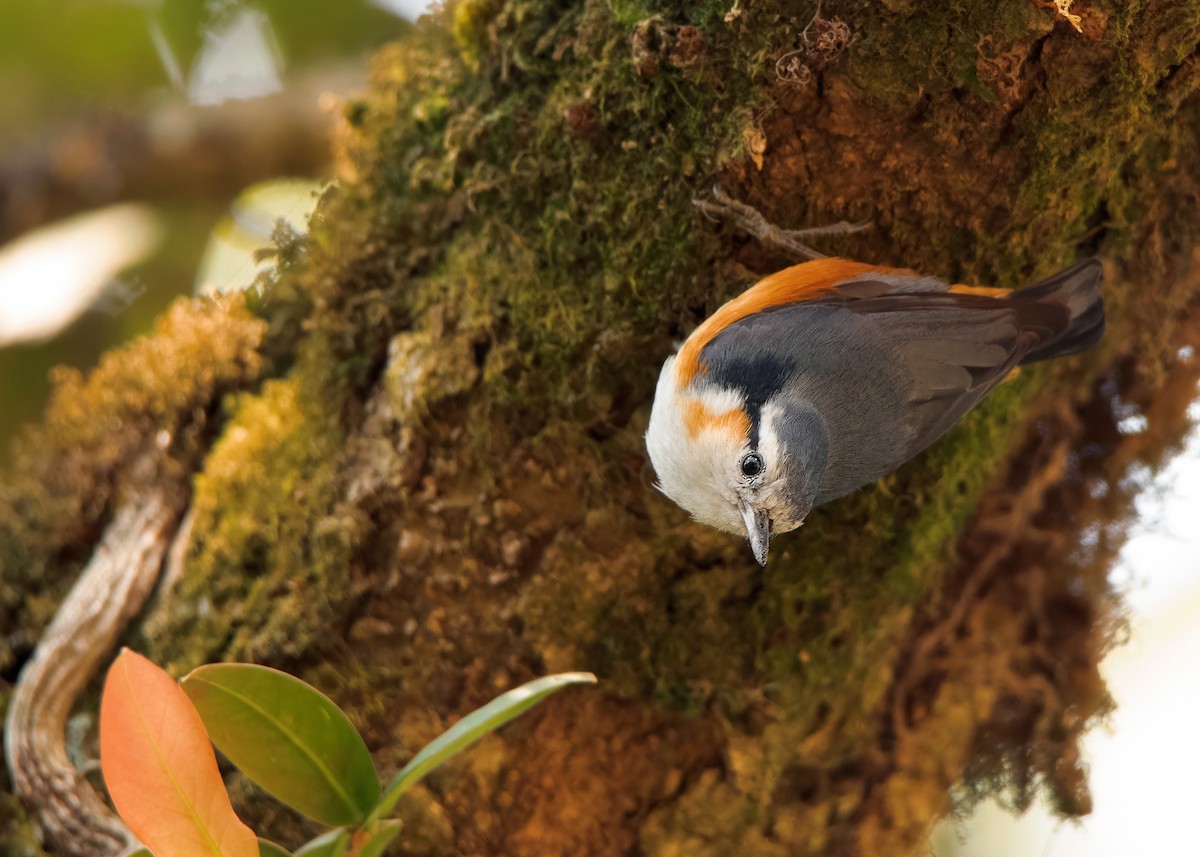 White-browed Nuthatch - ML608789622