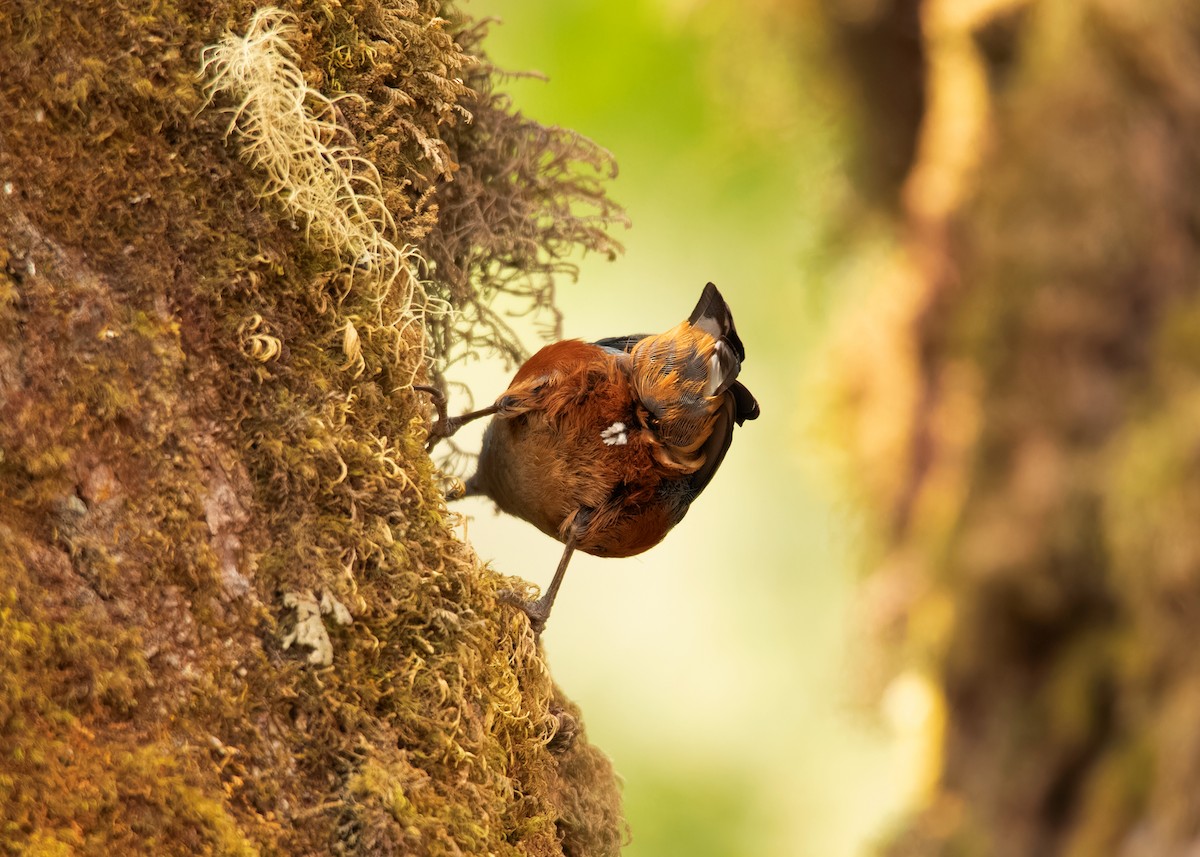 White-browed Nuthatch - ML608789624