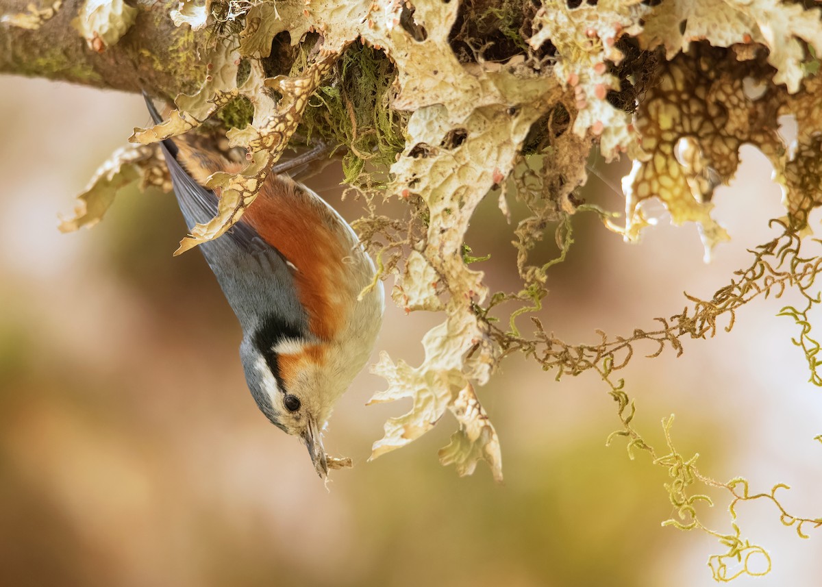 White-browed Nuthatch - ML608789626