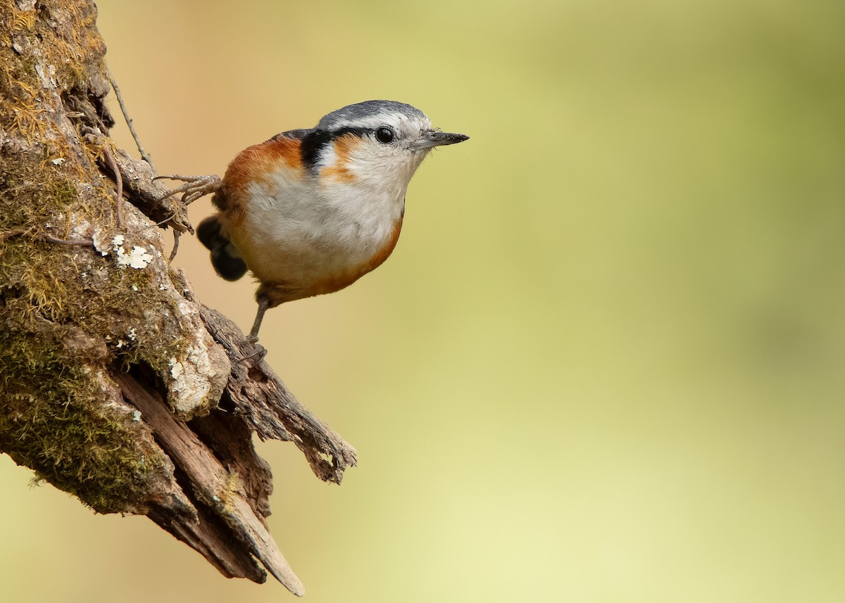 White-browed Nuthatch - ML608789627