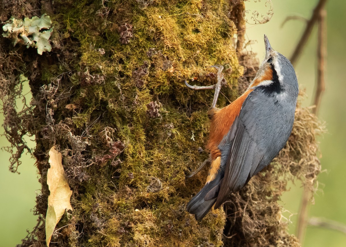 White-browed Nuthatch - Ayuwat Jearwattanakanok