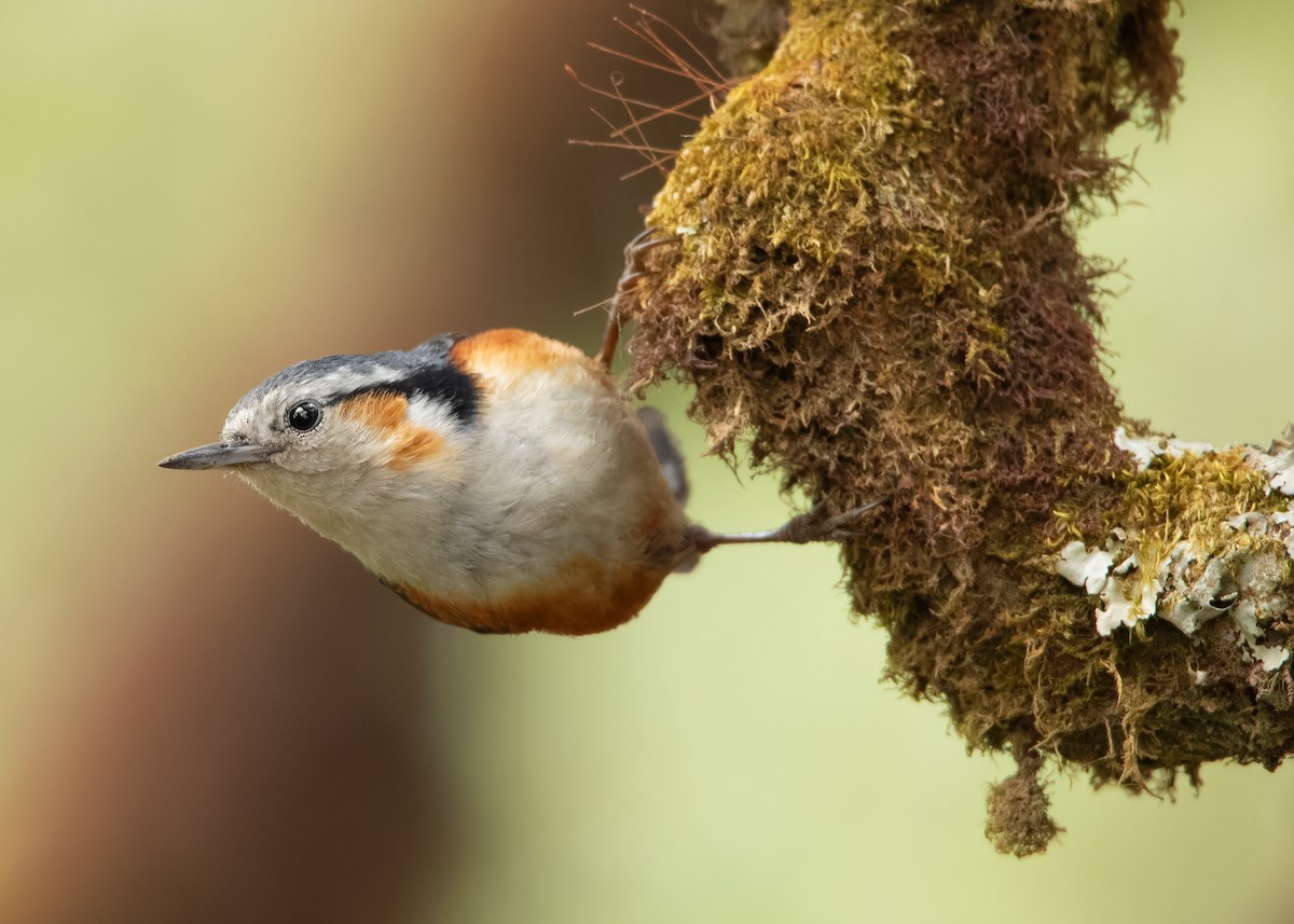 White-browed Nuthatch - ML608789630