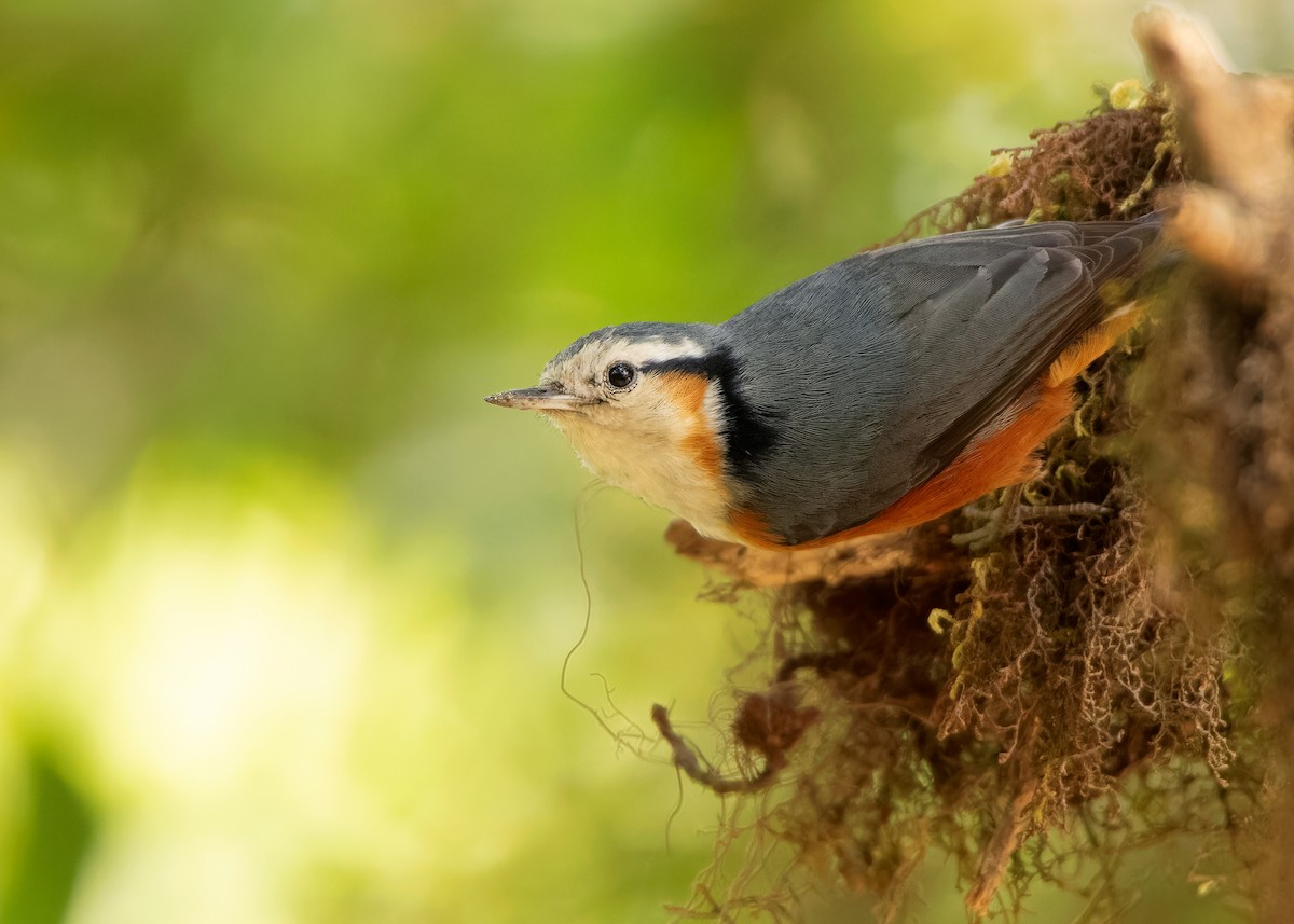 White-browed Nuthatch - ML608789631
