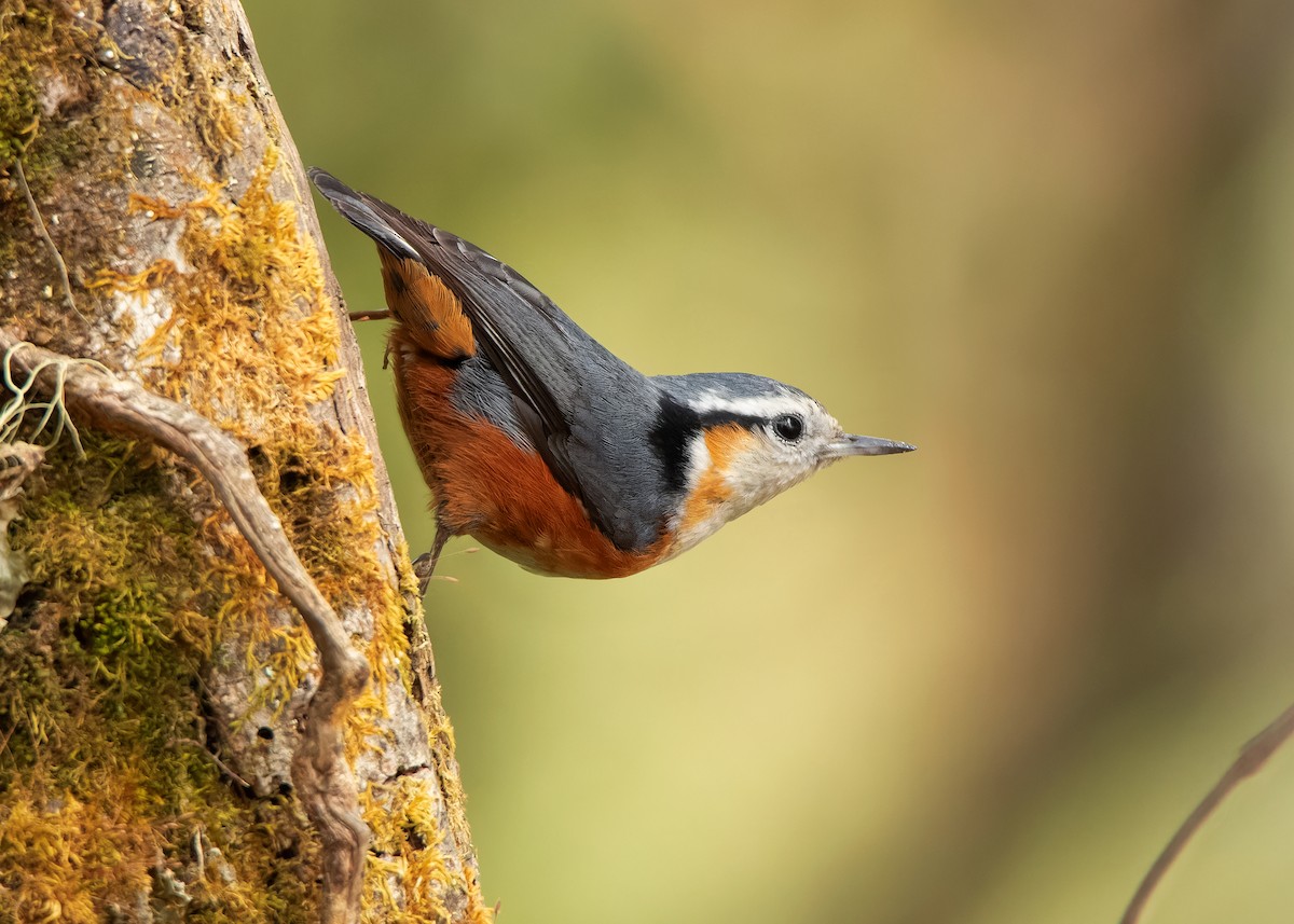 White-browed Nuthatch - ML608789634