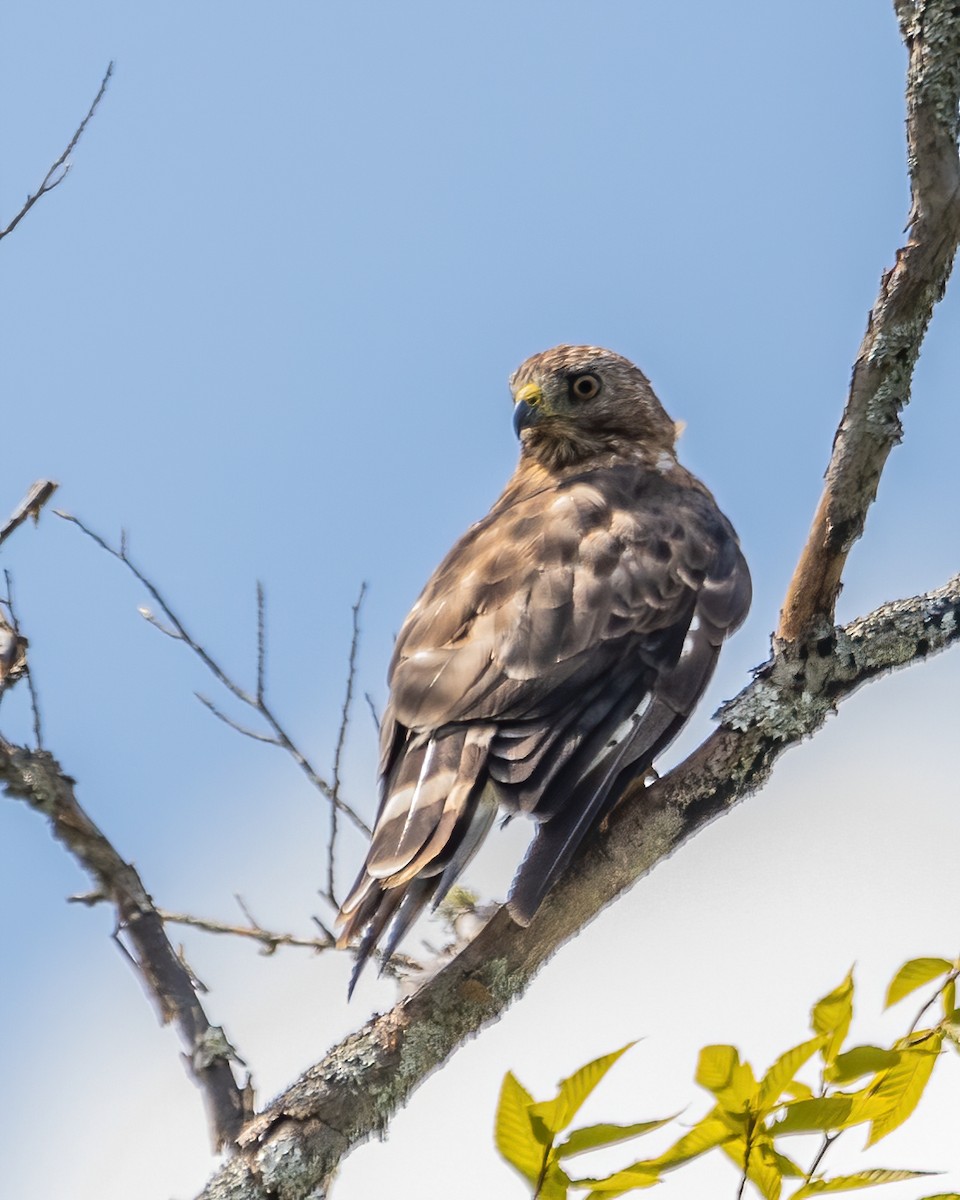 Broad-winged Hawk - Marc Boisvert