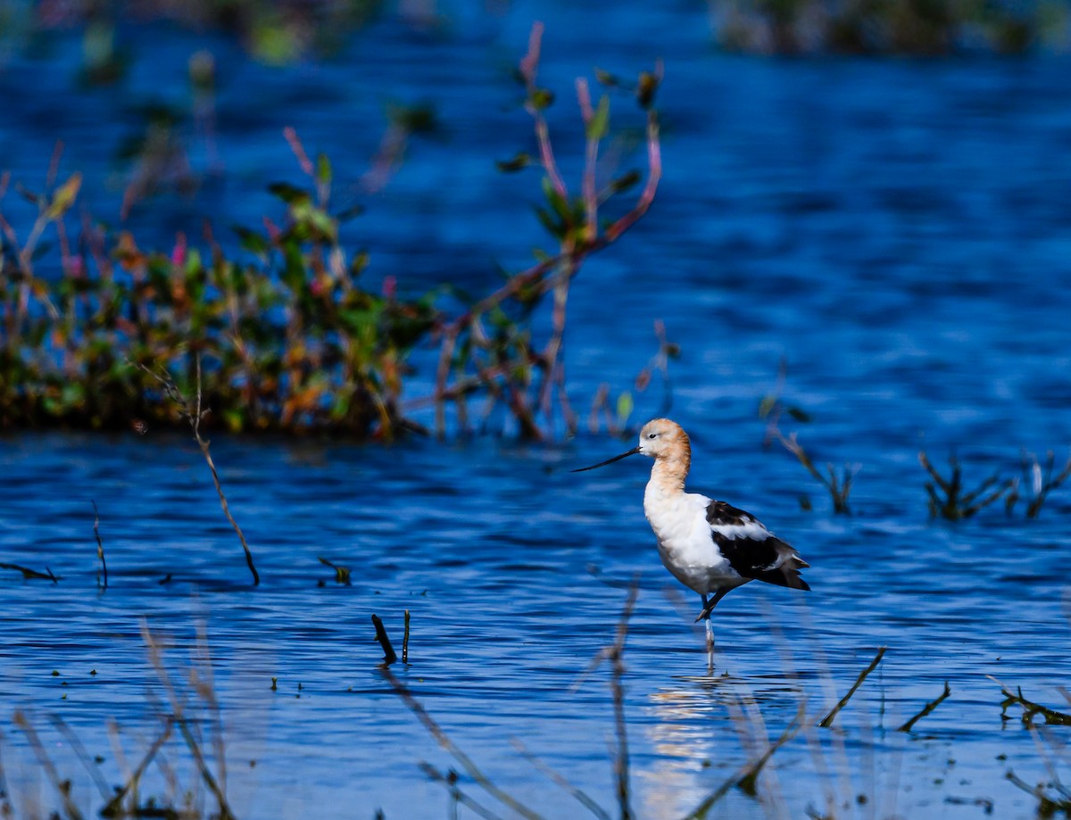 American Avocet - ML608789725