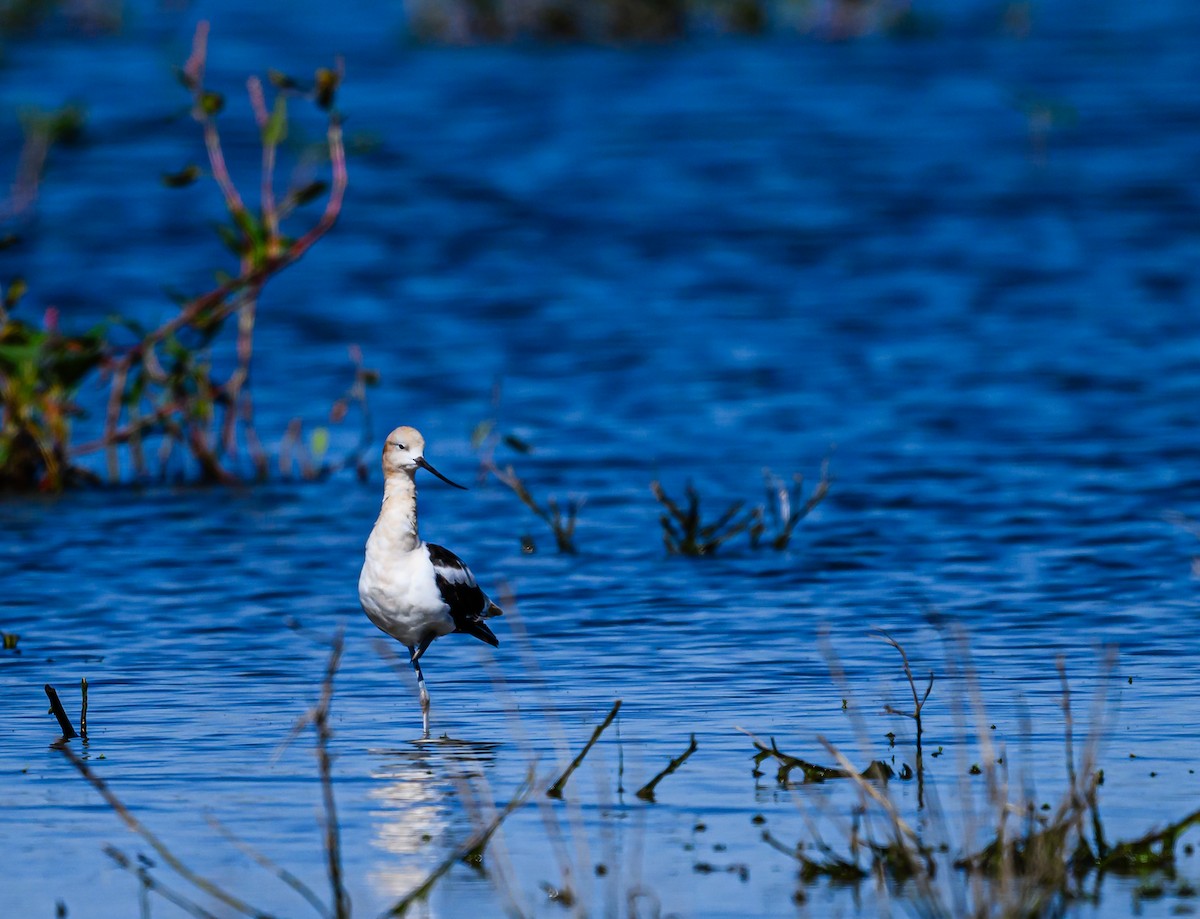 American Avocet - ML608789726