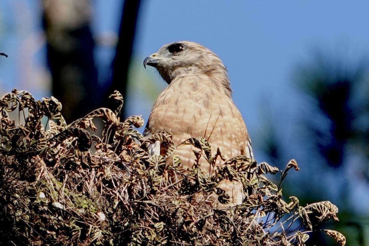 Red-shouldered Hawk - ML608789750