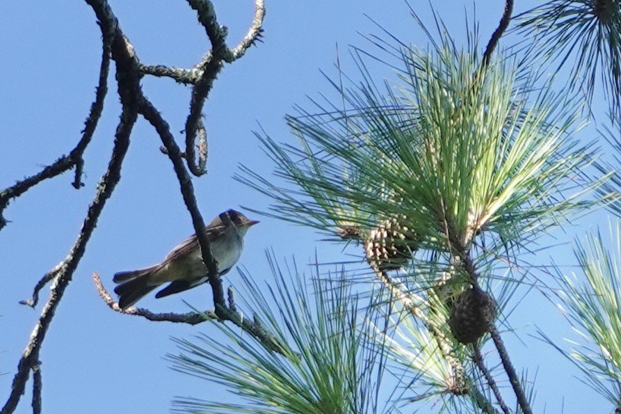 Eastern Wood-Pewee - ML608789753