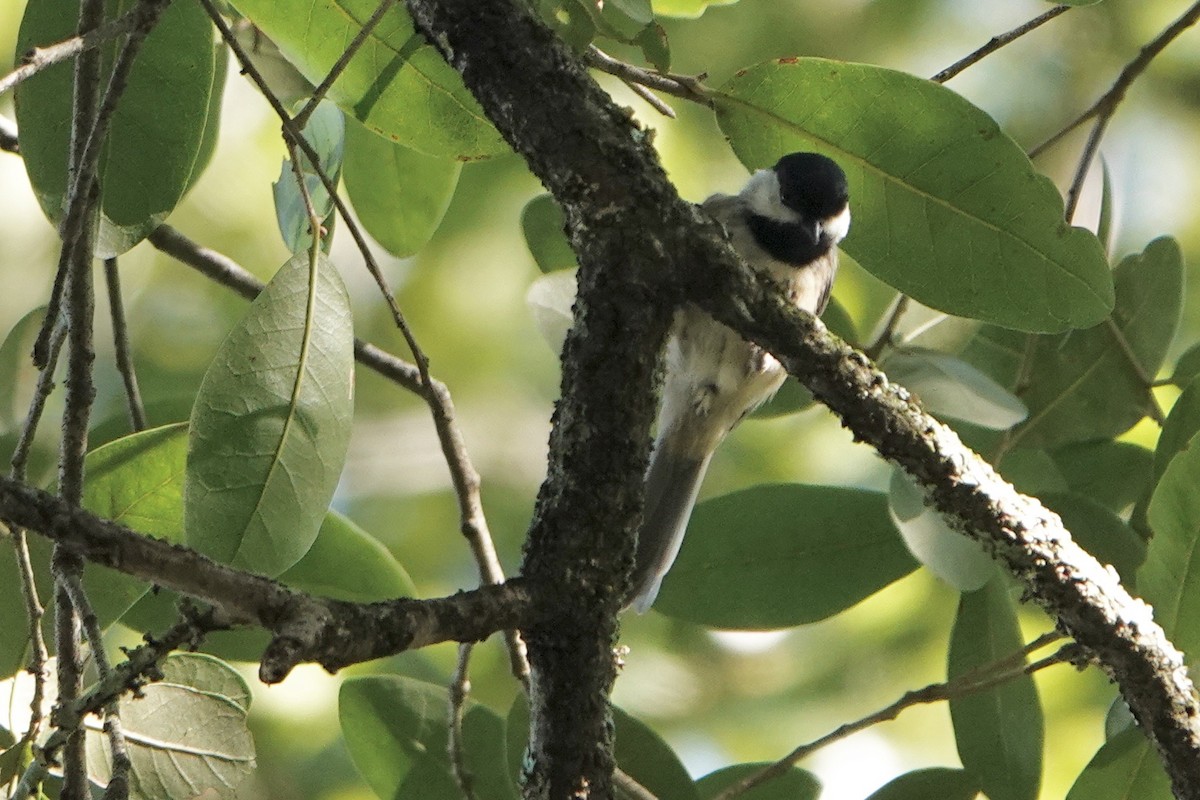 Carolina Chickadee - ML608789757