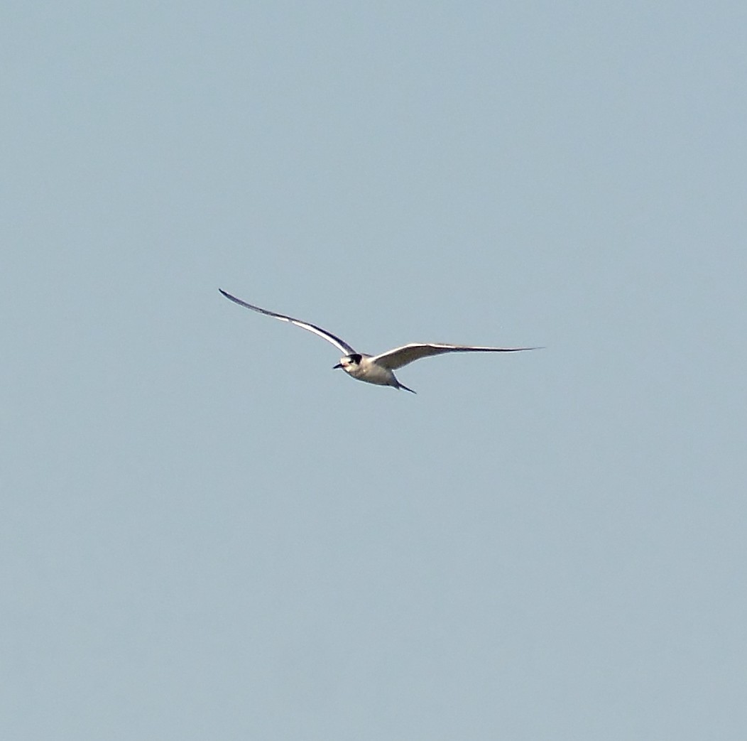 Common Tern - a   v n