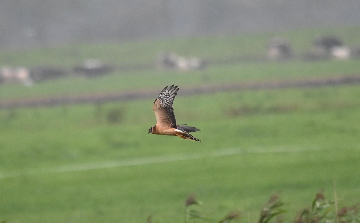 Pallid Harrier - ML608789828