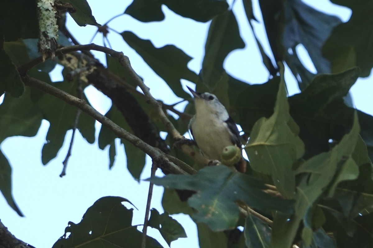White-breasted Nuthatch - ML608789839
