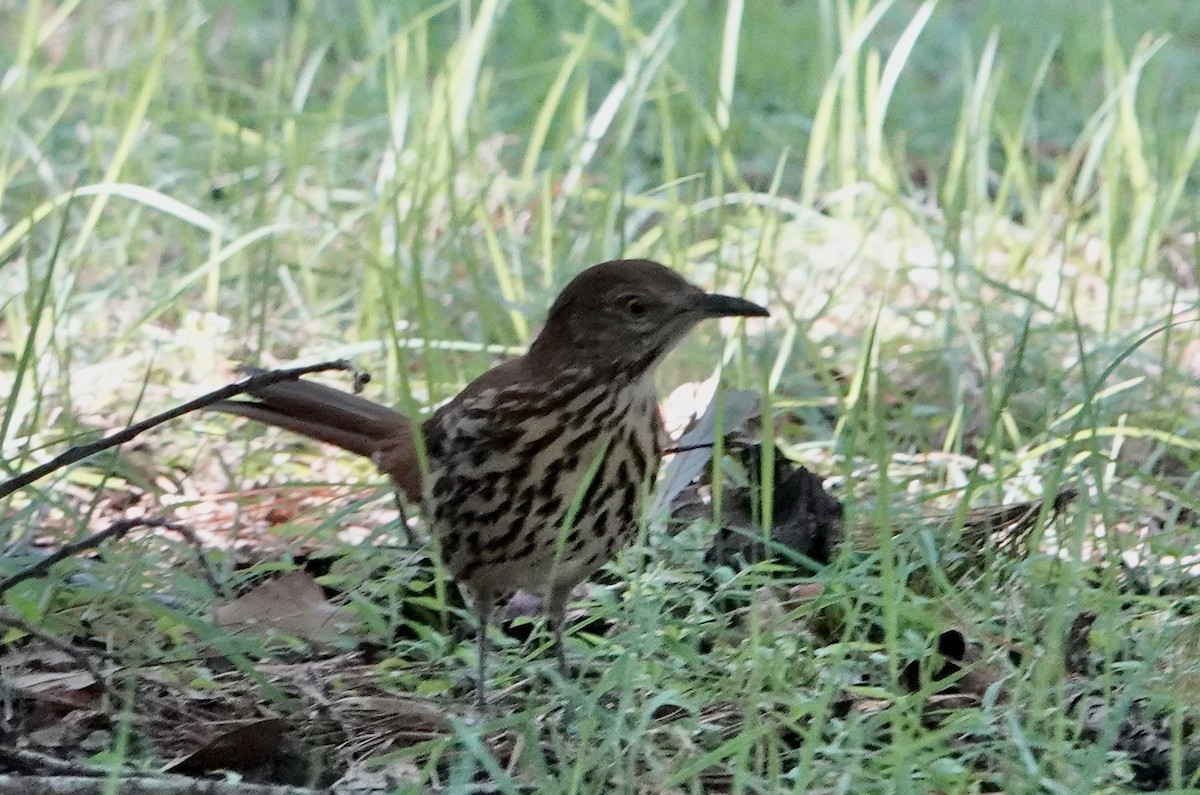 Brown Thrasher - ML608789857