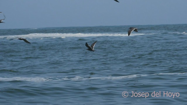 Inca Tern - ML608789858