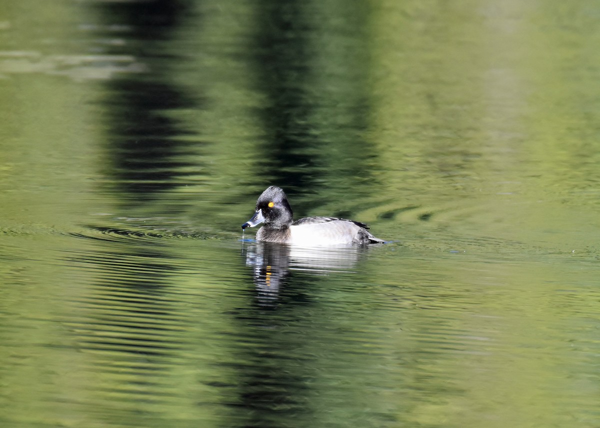 Ring-necked Duck - ML608789874