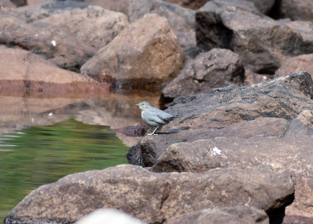 American Dipper - ML608789888