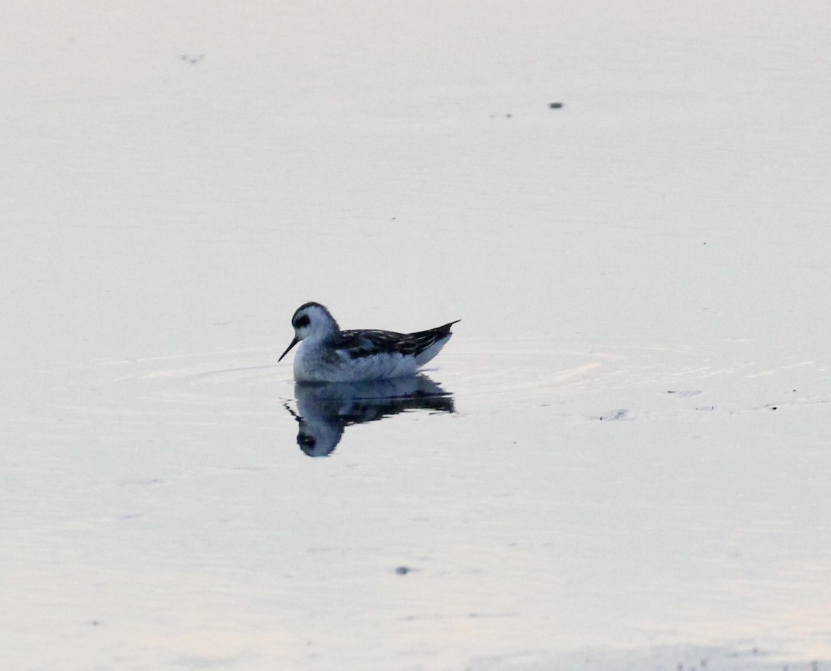 Phalarope à bec étroit - ML608789899