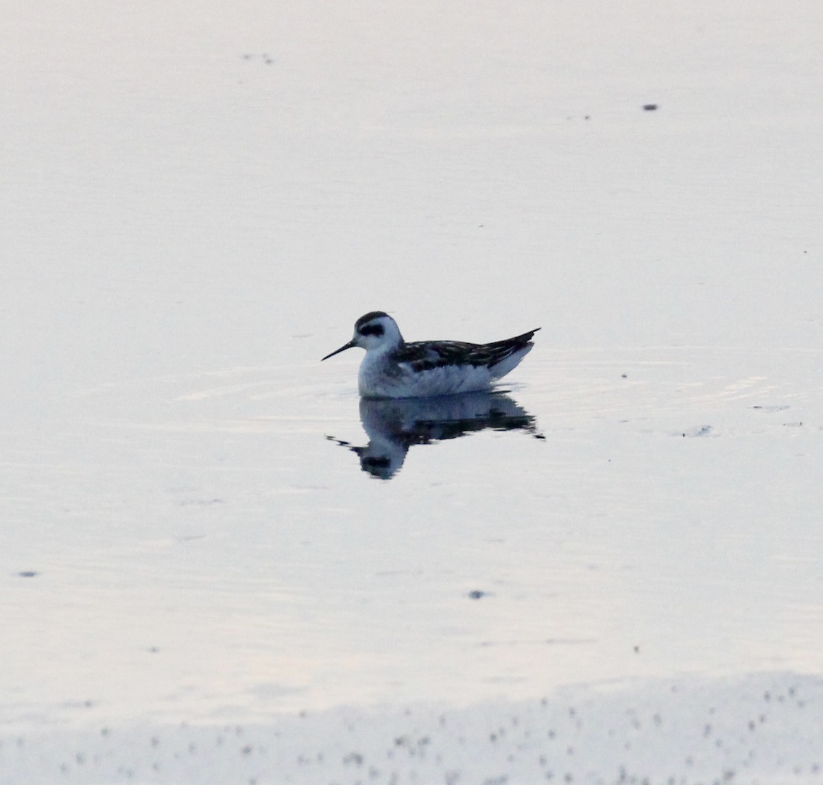 Phalarope à bec étroit - ML608789901