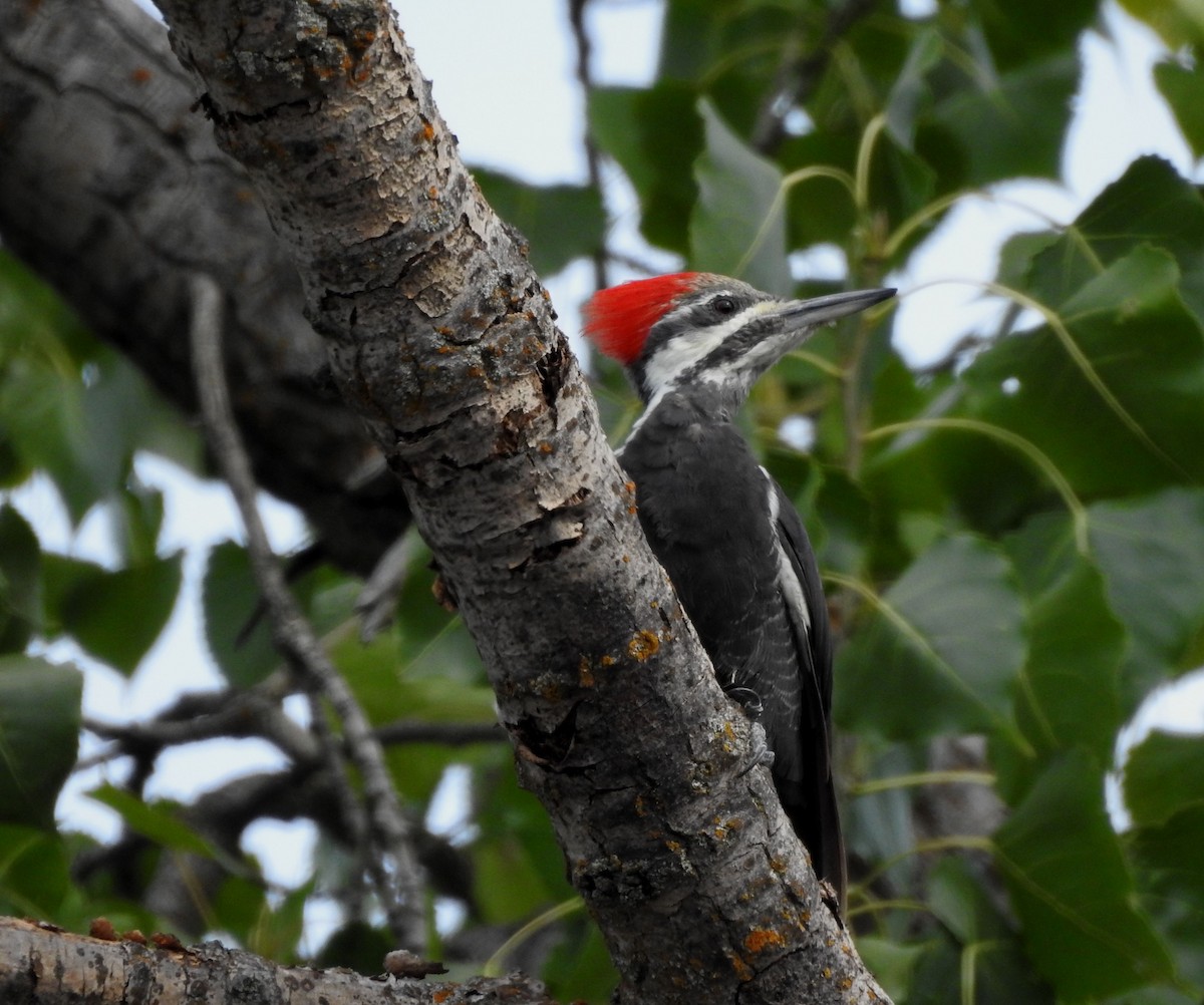 Pileated Woodpecker - ML608789991