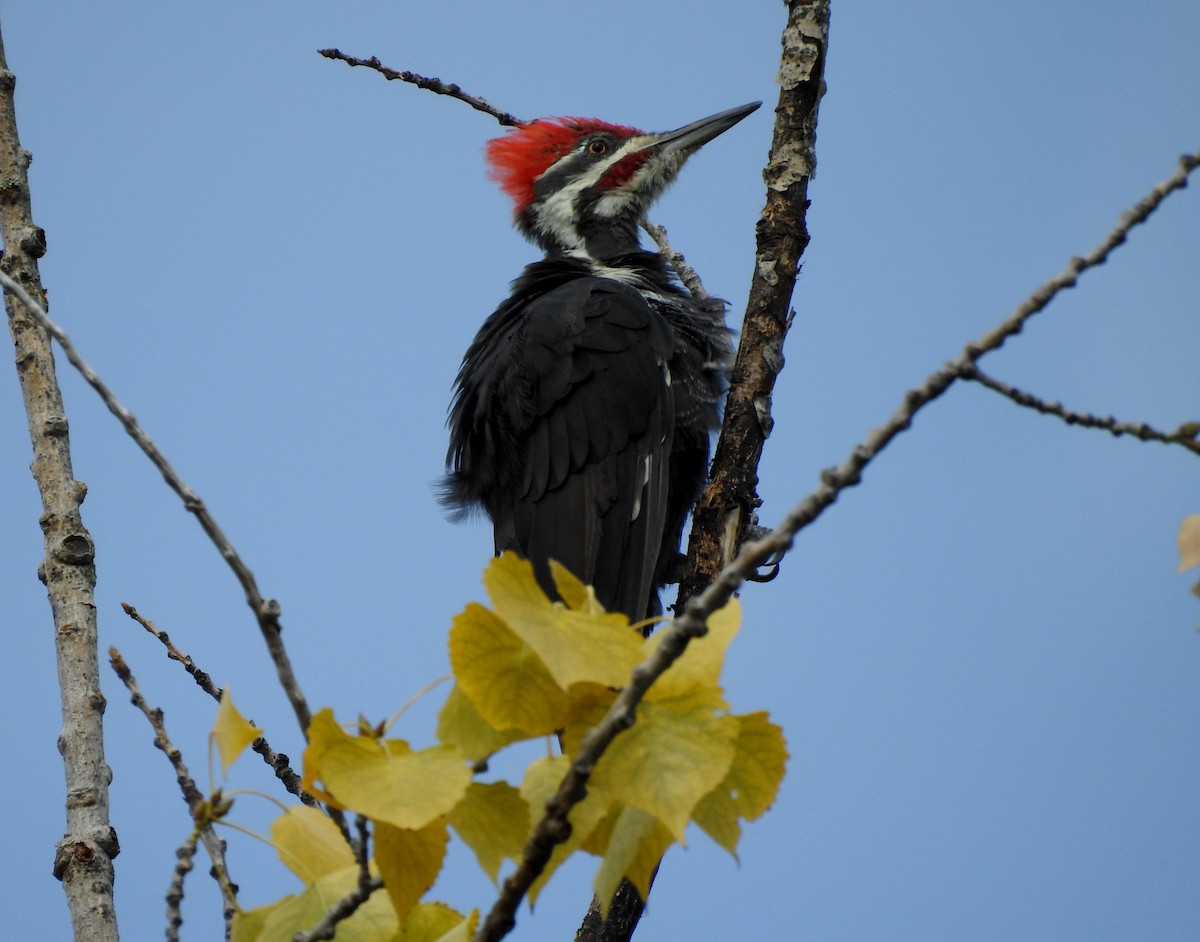 Pileated Woodpecker - ML608789992