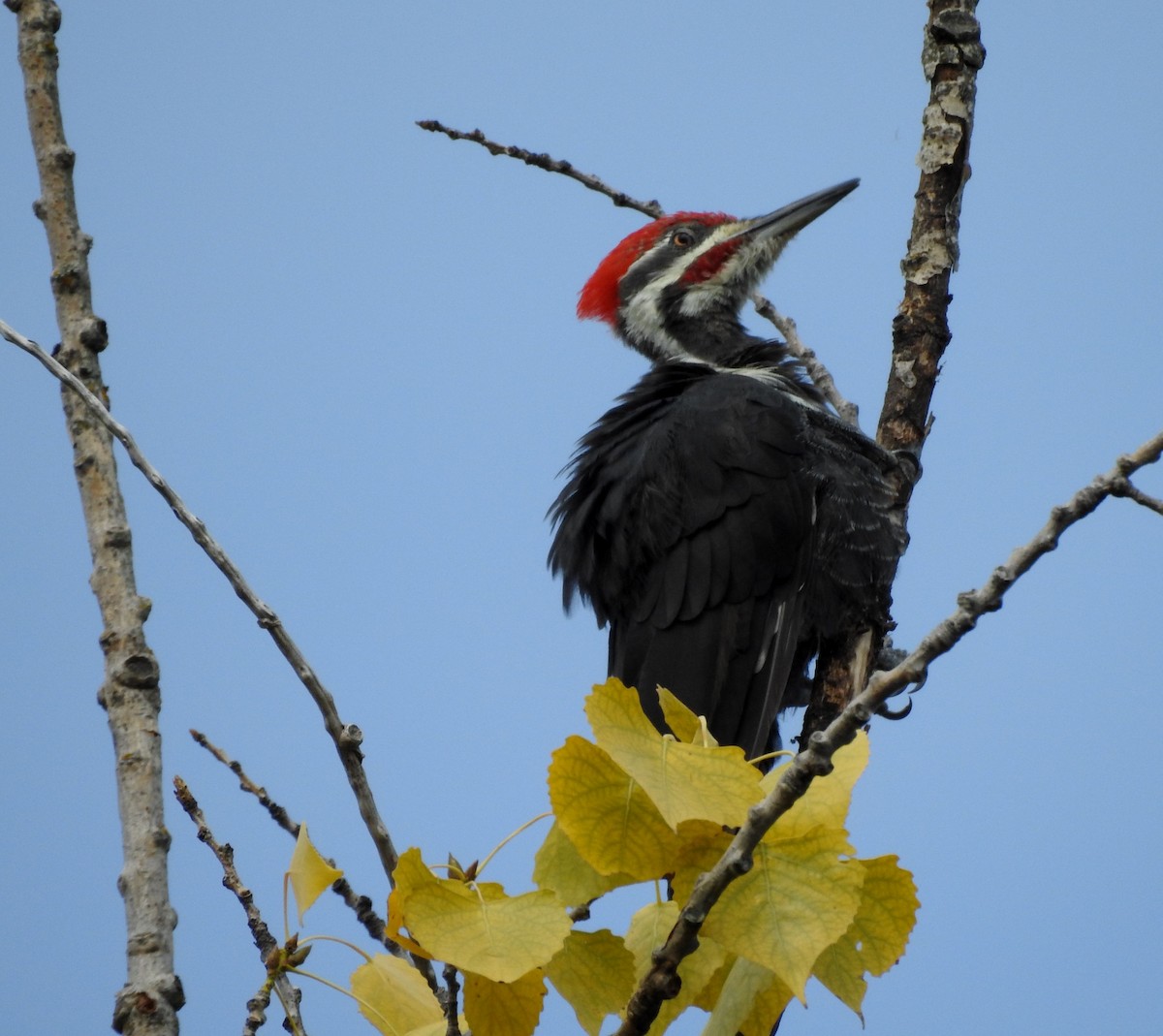 Pileated Woodpecker - ML608789994