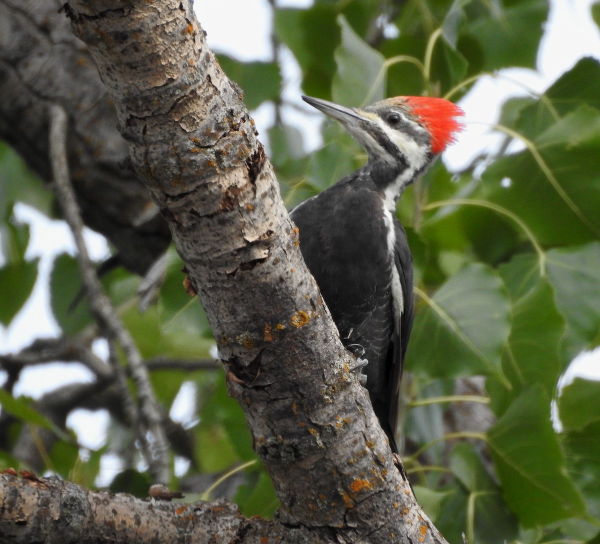 Pileated Woodpecker - Shane Sater