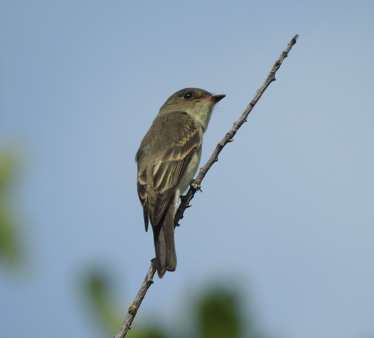 Western Wood-Pewee - ML608790016