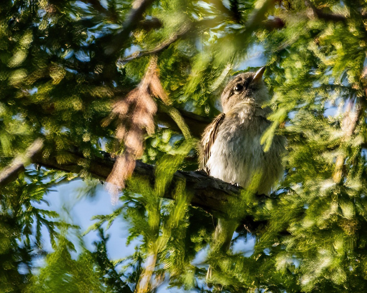 Least Flycatcher - ML608790263