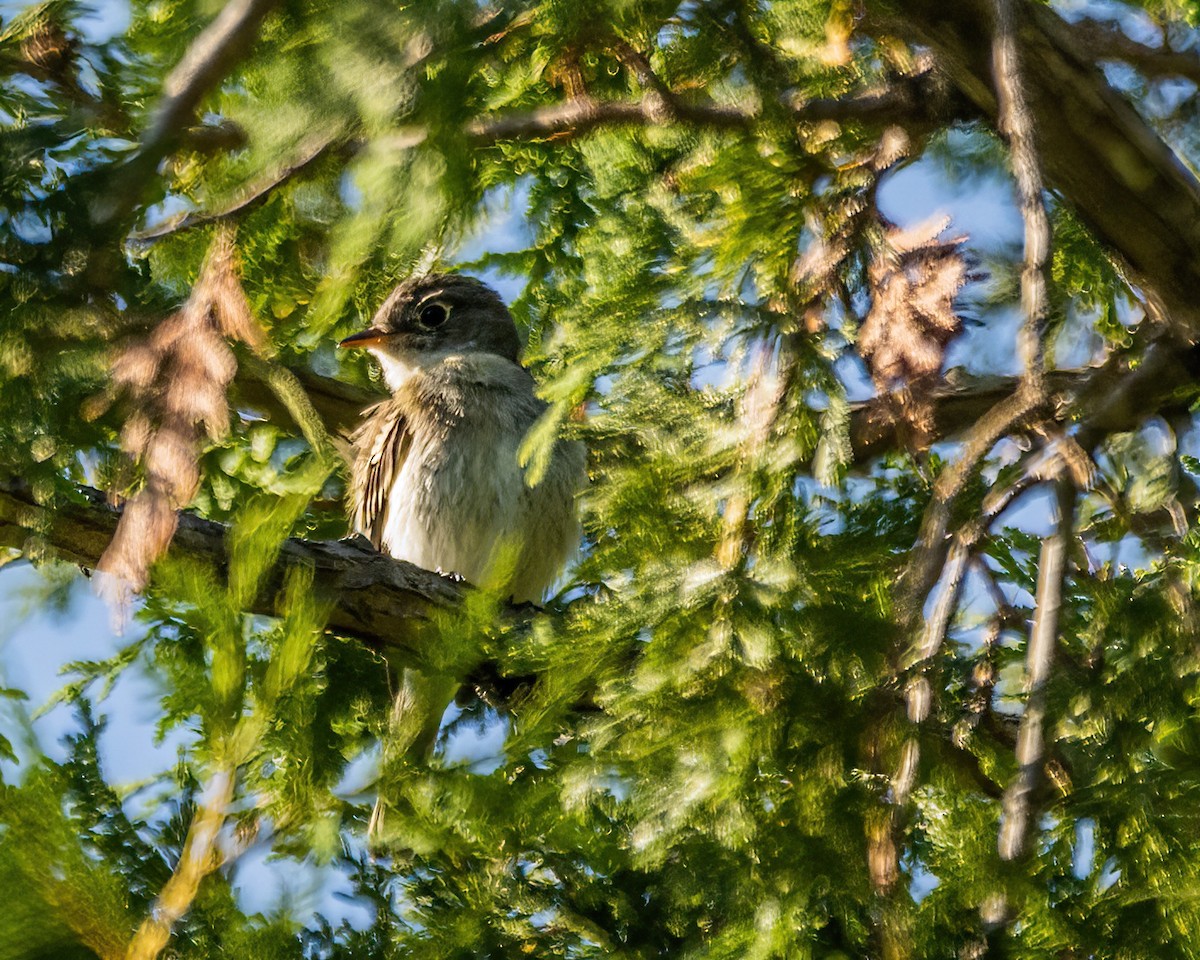 Moucherolle tchébec - ML608790264