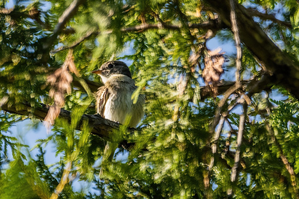 Moucherolle tchébec - ML608790265