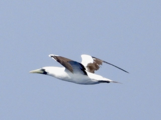 Masked Booby - ML608790355