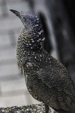 Malayan Night Heron - ML608790361