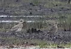 American Golden-Plover - Andrea Robbins