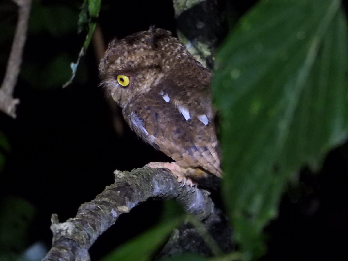 Mountain Scops-Owl - ML608790487